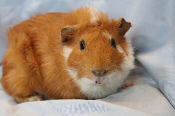 Rescue Guinea Pig Guinea Pigs for Adoption in Chestertown, Maryland - Apple Fritter | PetCurious